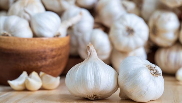 Garlic